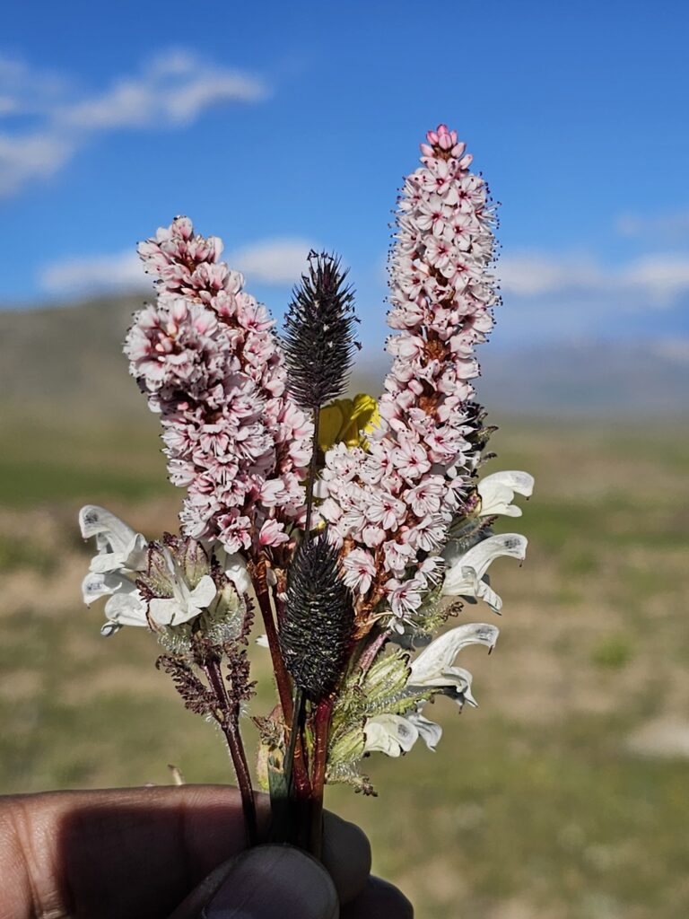 Natural grown flowers in Deosai