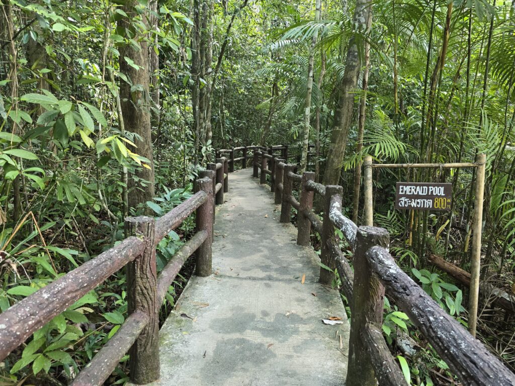 it takes 20 to 25 minutes to reach Emarald pool through this beautiful rainforest.