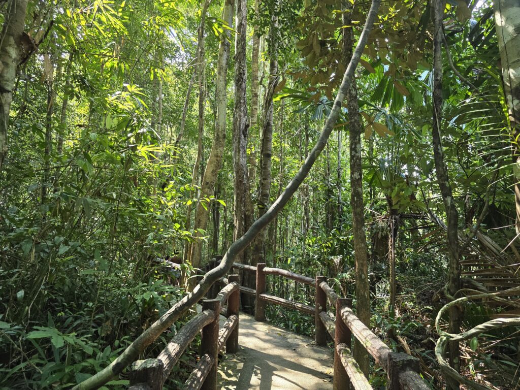 view of the rainforest, on the way to the Emerald pool, Krabi.