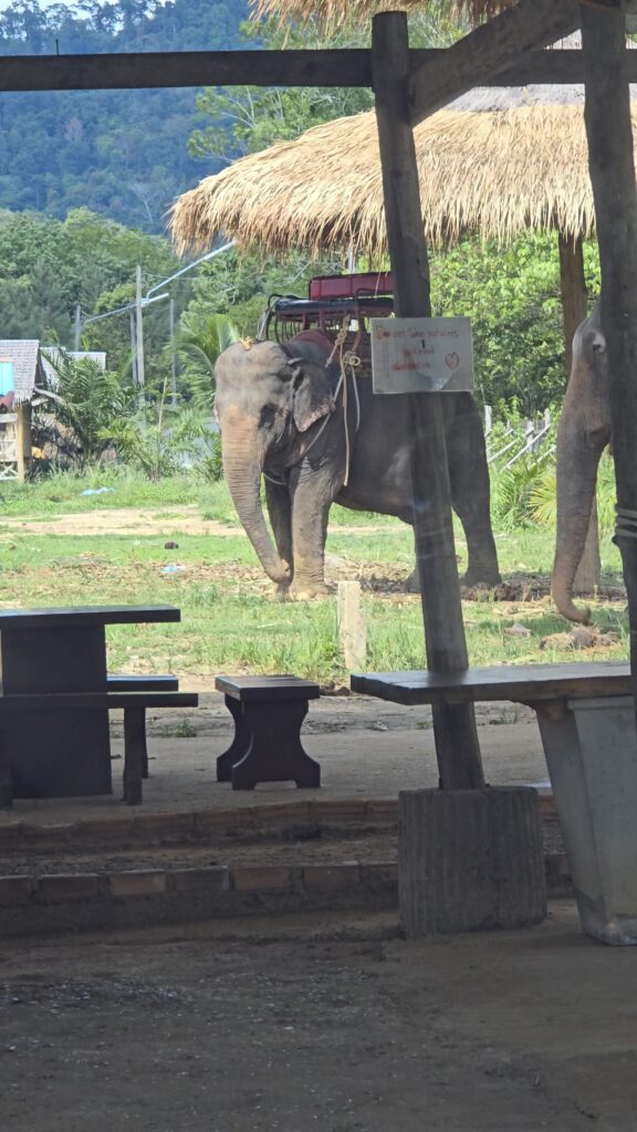 Elephant can be seen in Elephant Sanctuary, In krabi