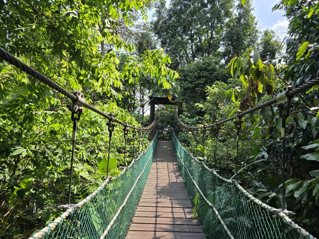 Inside view of the beautiful Bukit Nanas Forest Reserve, picture is taken while walking on the Canopy walk.